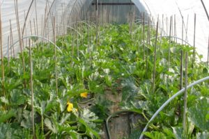 Sådan dyrkes og plejes courgetter i et polycarbonatdrivhus
