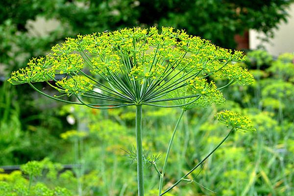 dill blooms