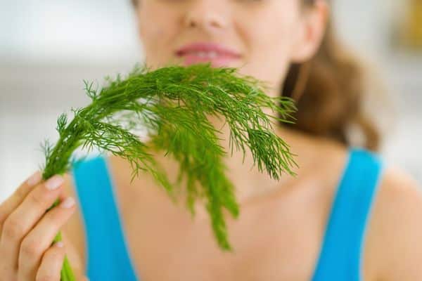properties of dill