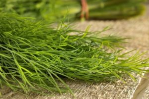Description of the variety of dill Monk's beard, features of cultivation and yield