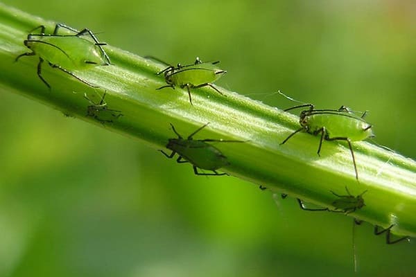 sodo skruzdėlės
