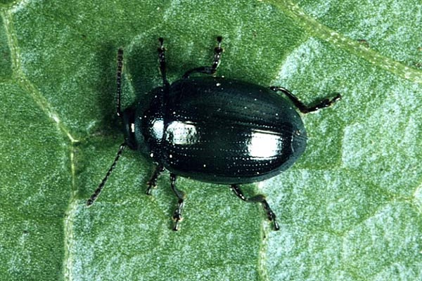 grøn bug
