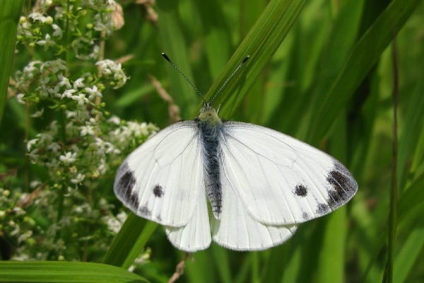 hvide sommerfugle