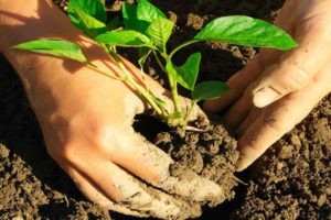Anbau von Basilikum aus Samen und Pflege auf dem Land auf freiem Feld