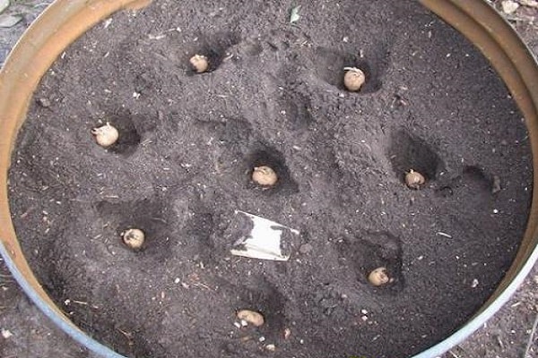 Teknologien til at dyrke kartofler i en tønde, fordele og ulemper ved metoden