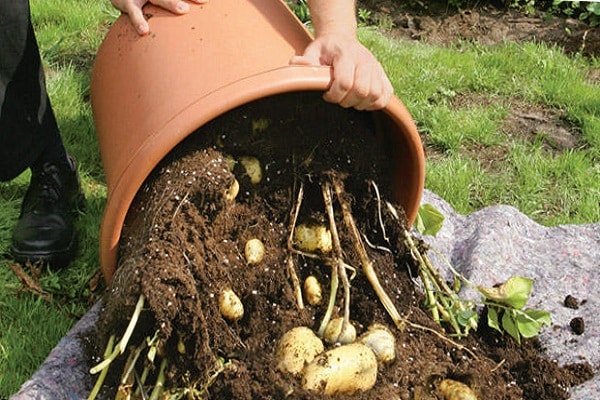 Η τεχνολογία της καλλιέργειας πατάτας σε ένα βαρέλι, τα πλεονεκτήματα και τα μειονεκτήματα της μεθόδου