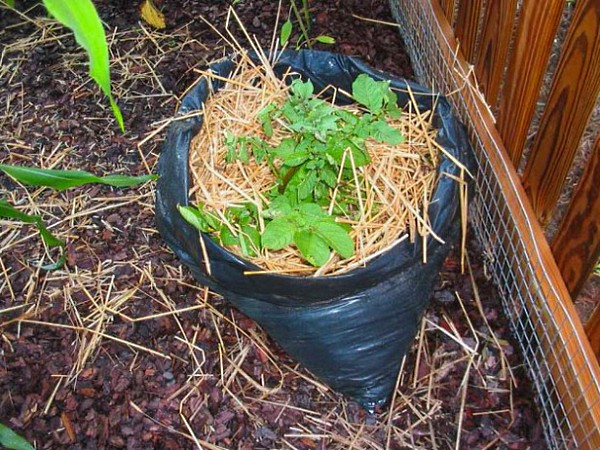 Công nghệ trồng khoai tây trong thùng, ưu nhược điểm của phương pháp