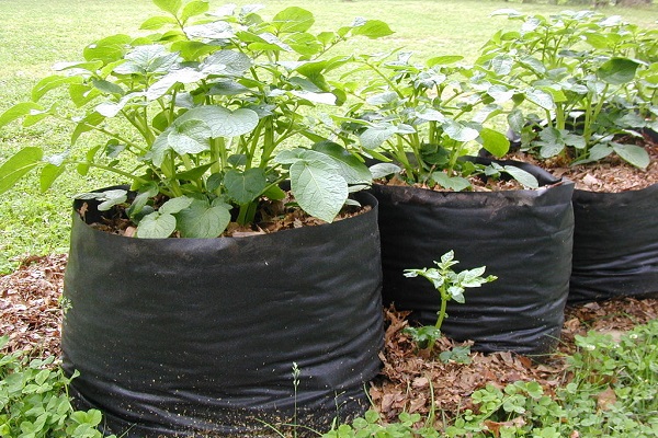 Technologie pěstování brambor v sudu, výhody a nevýhody této metody