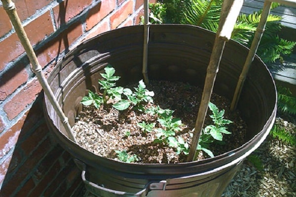 The technology of growing potatoes in a barrel, the pros and cons of the method