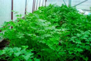 Cómo cultivar correctamente el cilantro en un invernadero