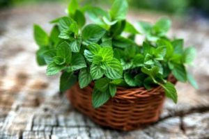 How to properly grow and care for mint in a greenhouse