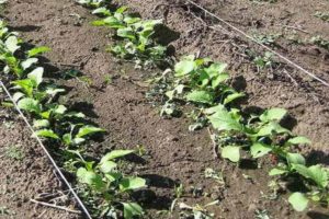 Jak a kdy zasadit, pěstovat a starat se o ředkvičky venku