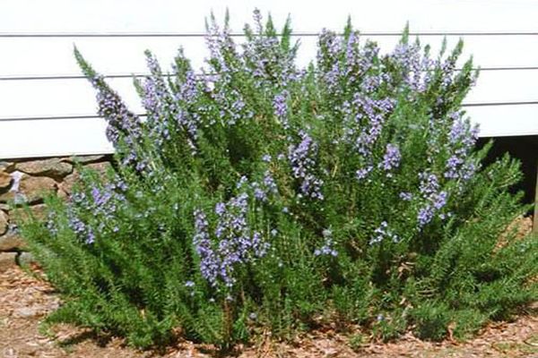 rosemary outdoor cultivation