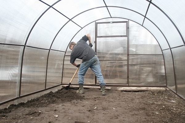 Ako správne pestovať a starať sa o kôpr v skleníku v zime