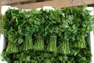 How to keep cilantro for the winter and can it be frozen