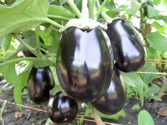 Eggplant marzipan f1