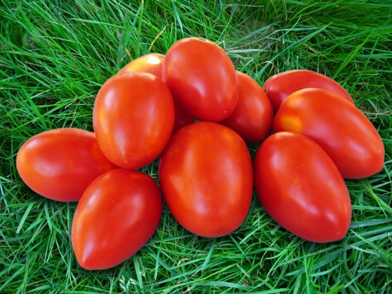 Tomatträdgårdsmästare