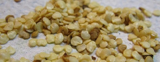 semená baklažánu