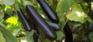 Beskrivelse af auberginesorten Ilya Muromets, dens egenskaber og udbytte