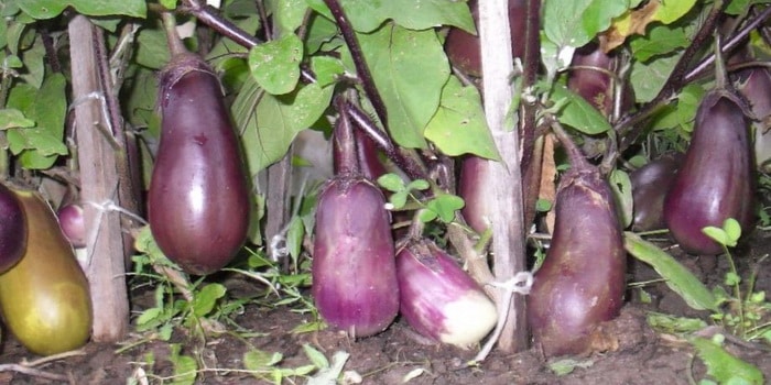 Phytoplasmosis on eggplant