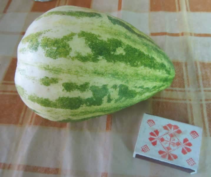 melón sibarita