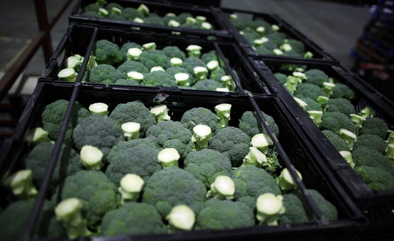 brócoli en cajas