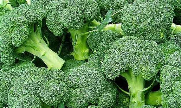 taze brokoli