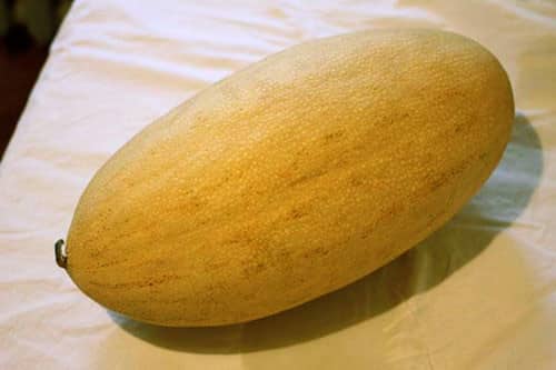 melon torpedo