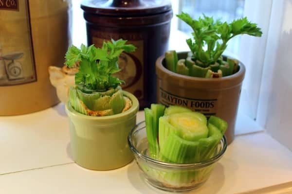 celery in a small jar