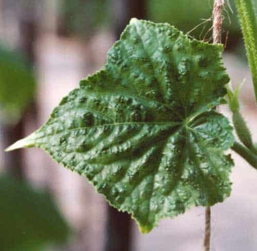 foglie di cetriolo