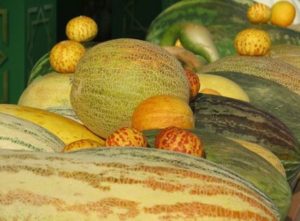 Description of varieties of melons with names, what varieties are