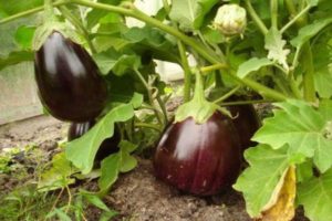 Beskrivelse af variationen af ​​aubergine Sort smuk, funktioner i dyrkning og pleje