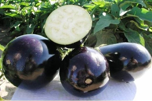 Beschrijving van de Clorinda-auberginesoort, de kenmerken en opbrengst