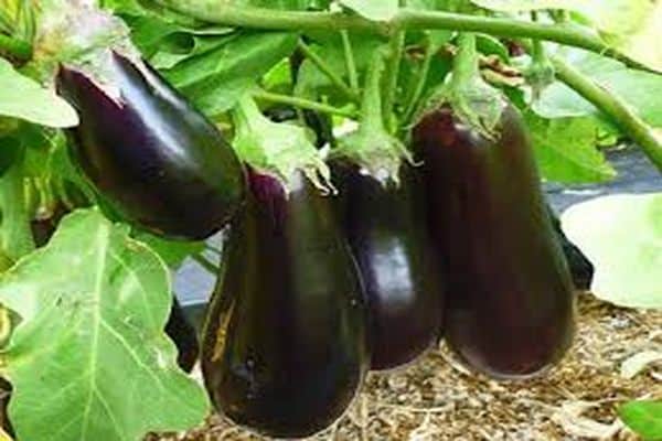eggplant cultivation