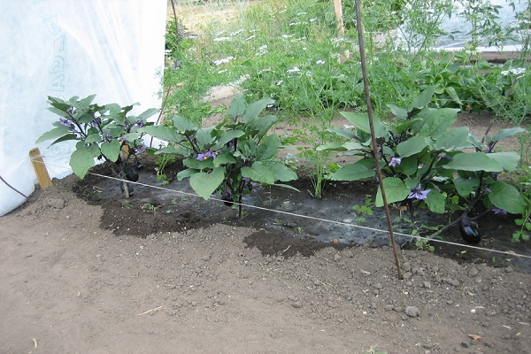 eggplant is grown