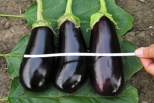 around eggplant