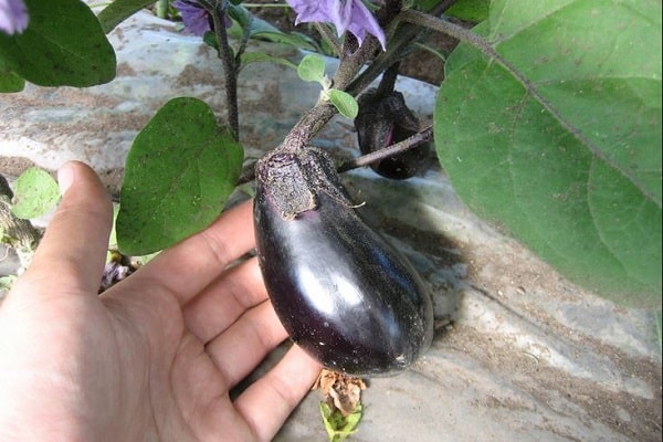 aubergine frø