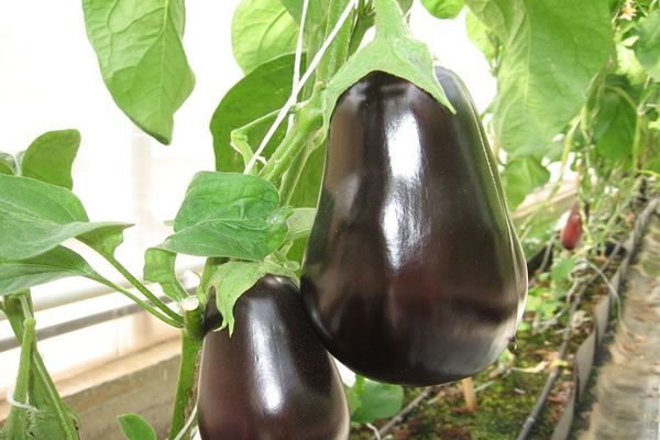 large eggplant