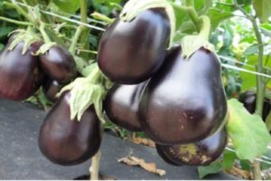 Beskrivelse af sorten aubergine nøddeknækker, dens egenskaber og udbytte