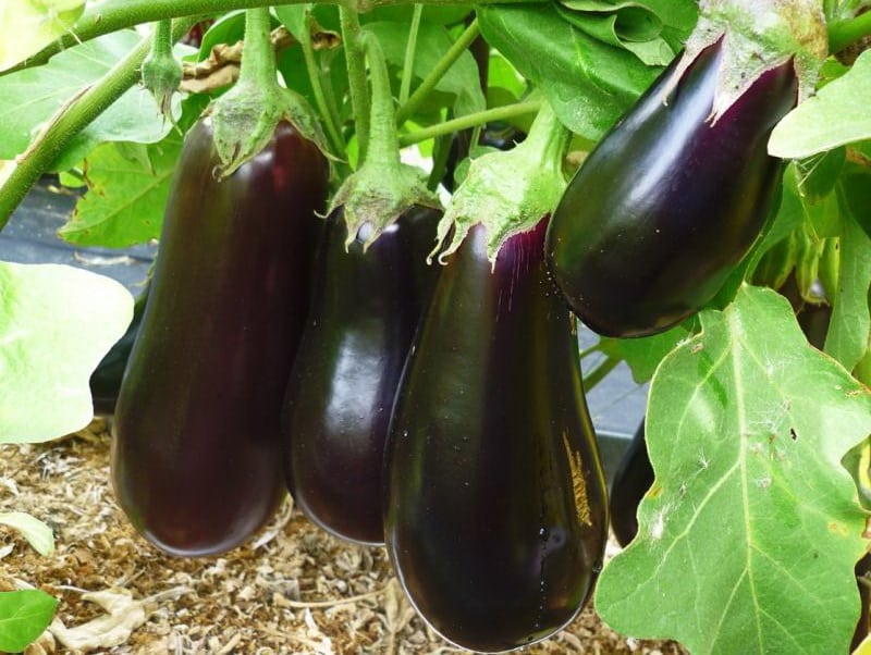 Eggplant Universal 6