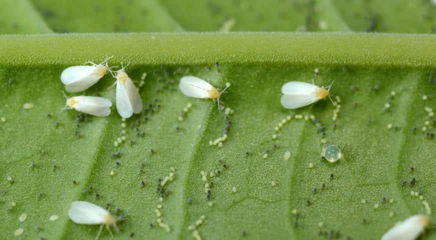 Whitefly στη μελιτζάνα