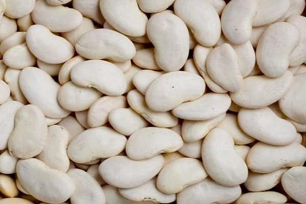 Mô tả các giống đậu trắng, đặc tính có hại, cách trồng
