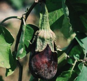 Description and treatment of eggplant diseases, their pests and methods of dealing with them