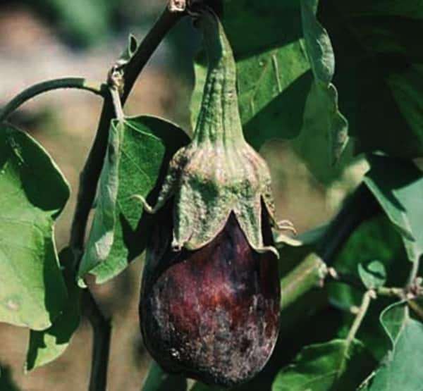 eggplant disease