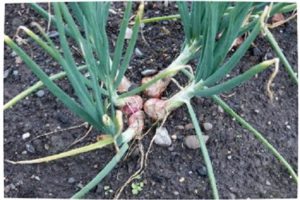 How to plant and care for family garlic, harvest and store crops