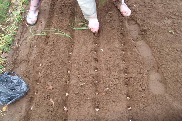 preparant la barreja de sòl