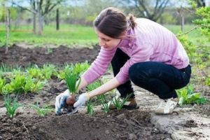 Was kann nach Knoblauch im nächsten Jahr im Garten gepflanzt werden