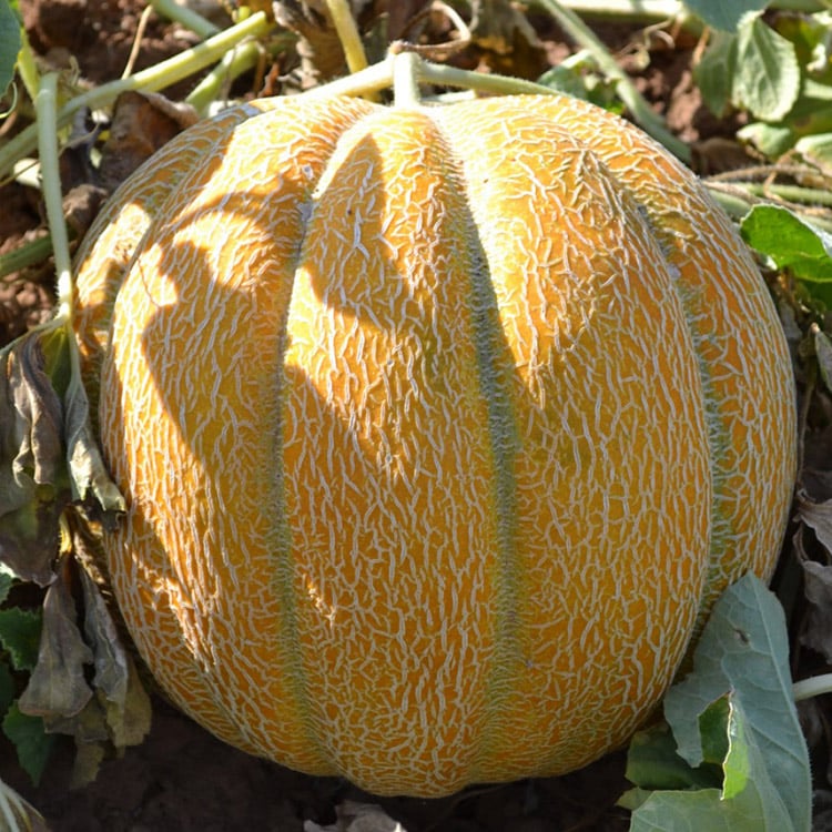 melon taga-Ethiopia