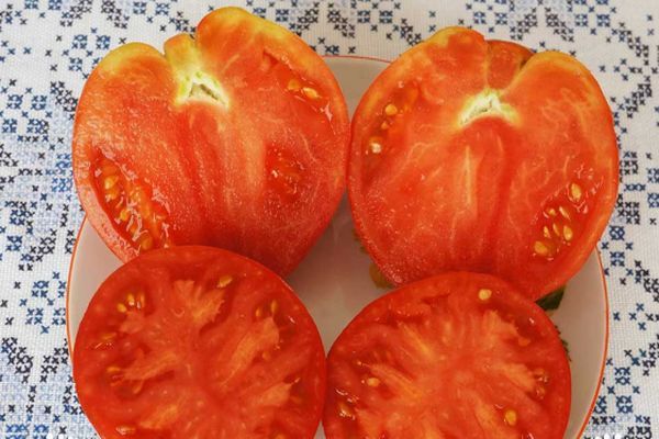 gewachsene Tomaten