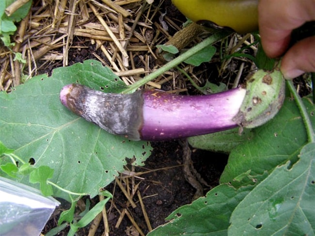 Cercosporium on eggplant